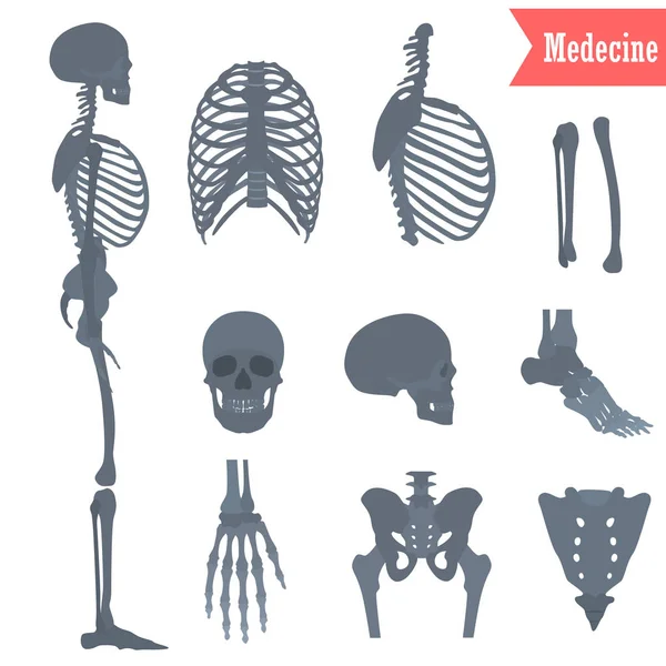 Conjunto de diferentes partes esqueleto humano iconos para el diseño web y móvil — Archivo Imágenes Vectoriales