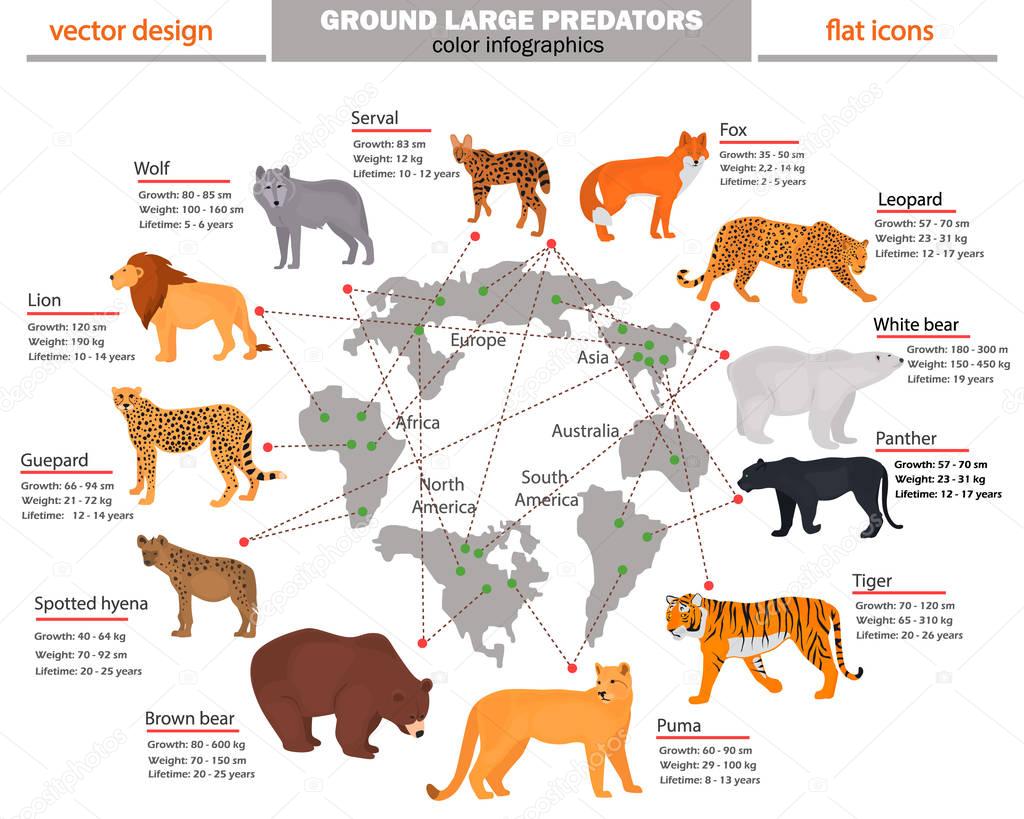 Wild predators, their habitat, growth, weight and longevity color infographics