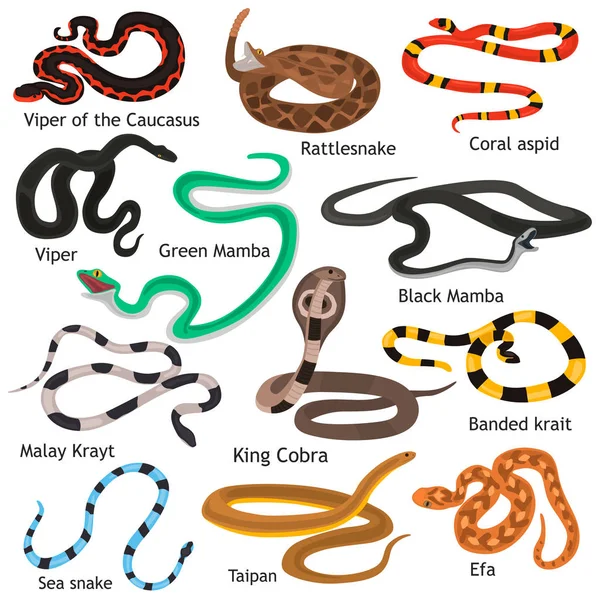 Différents serpents empoisonnés couleur icônes plates ensemble — Image vectorielle