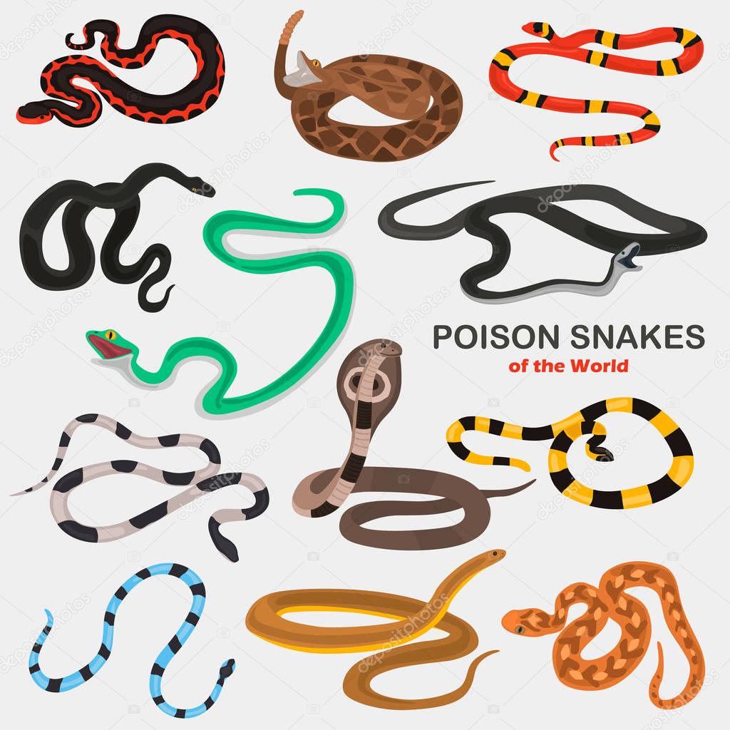 Different poison snakes color flat icons set