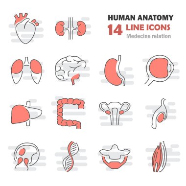 İnsan anatomisi hat Icons set