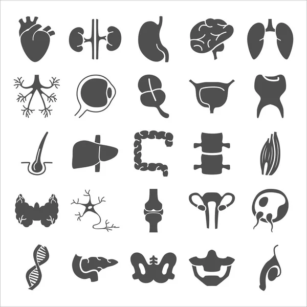 Human anatomy simple icons set — Stock Vector