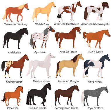 Horse breeds color flat icons set clipart