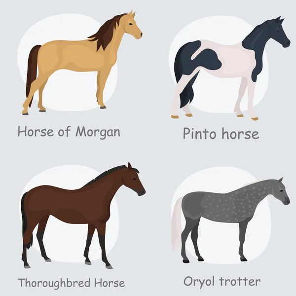 Plemena koní, barva ploché ikony nastavit — Stockový vektor