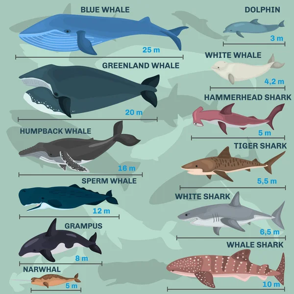 Infografías de gigantes habitantes de las profundidades marinas — Vector de stock