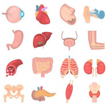 İnsan anatomisi renkli düz Icons set
