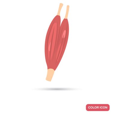 İnsan kas renk düz simgesi