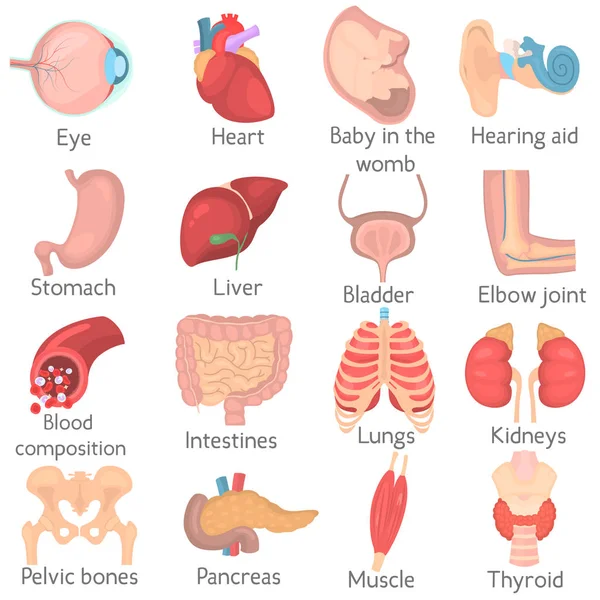 Anatomia humana cor plana ícones conjunto —  Vetores de Stock