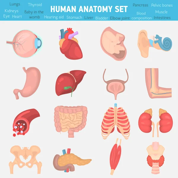 Menschliche Anatomie Farbe flache Symbole gesetzt — Stockvektor