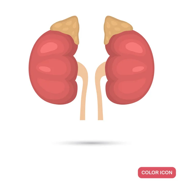 Kidneys of the person and adrenal glands color flat icon — Stock Vector