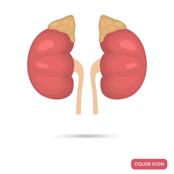 Les reins de la personne et les glandes surrénales couleur icône plate — Image vectorielle