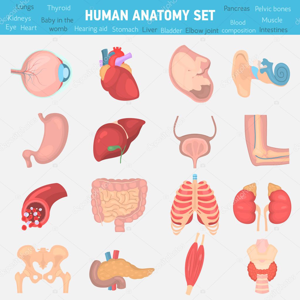 Human anatomy color flat icons set