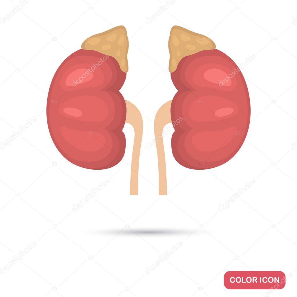 Kidneys of the person and adrenal glands color flat icon
