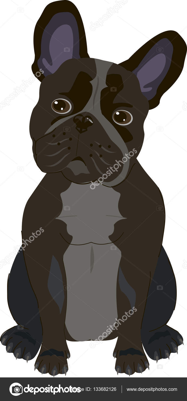 Fond Blanc Chien Bouledogue Français Image Vectorielle