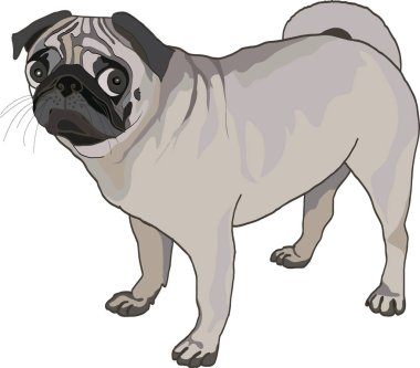 Pug köpek bir renk arka plan