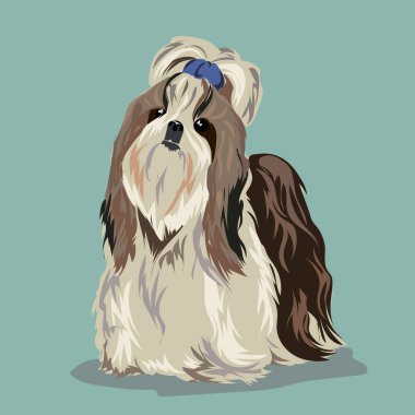 Shih tzu köpek
