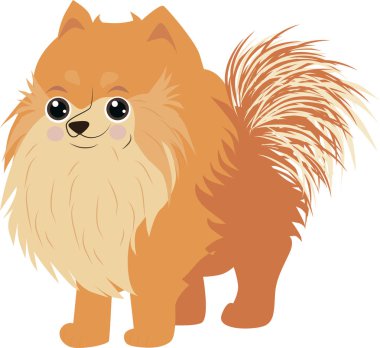 Beyaz arka plan, Pomeranian köpek