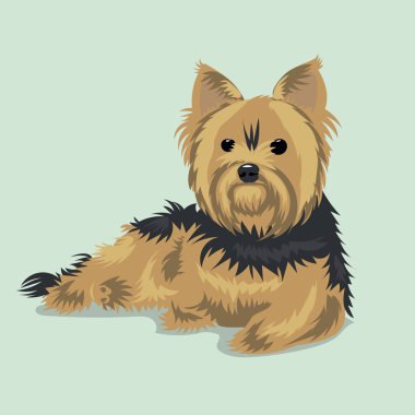 Yorkshire terrier köpek bir renk arka plan