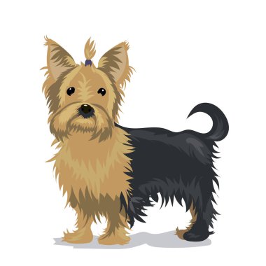 Yorkshire terrier köpek bir renk arka plan