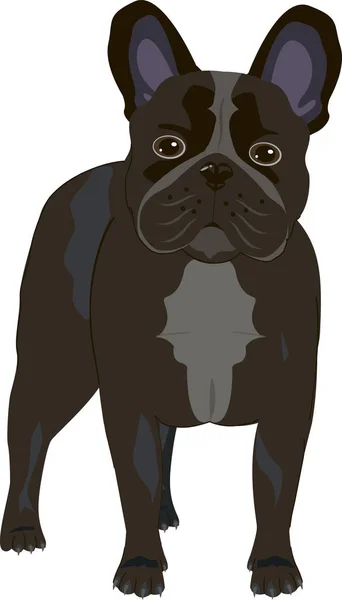 Bulldog francés perro fondo blanco — Vector de stock