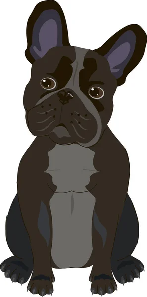 Francia bulldog kutya fehér háttér — Stock Vector