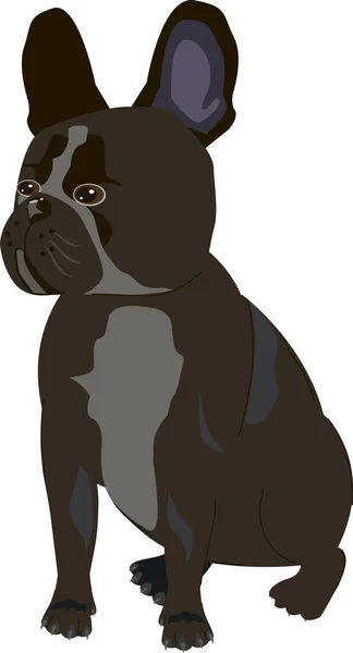 Fransız bulldog köpek beyaz arka plan — Stok Vektör