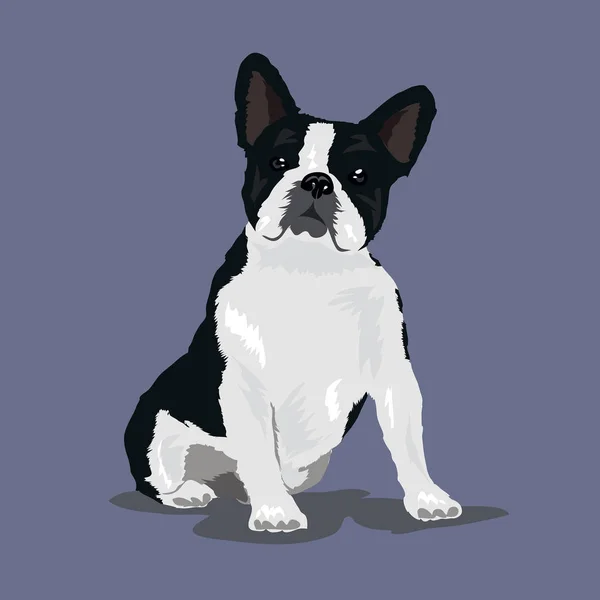 Francia bulldog kutya fehér háttér — Stock Vector