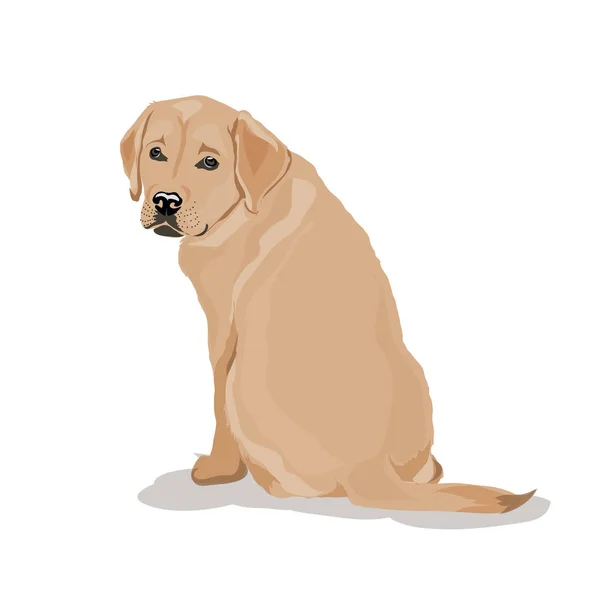 Labrador dog at one color background — Stock Vector