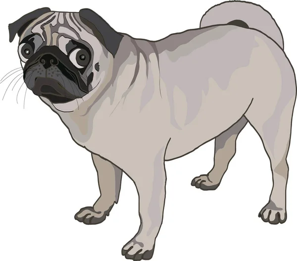 Pug dog pada satu warna latar belakang - Stok Vektor