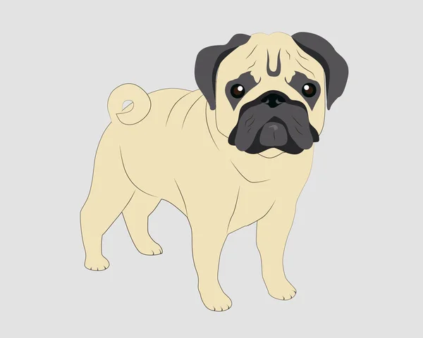 Cão pug em um fundo de cor — Vetor de Stock