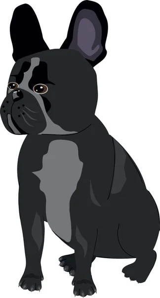 Franse bulldog hond witte achtergrond — Stockvector