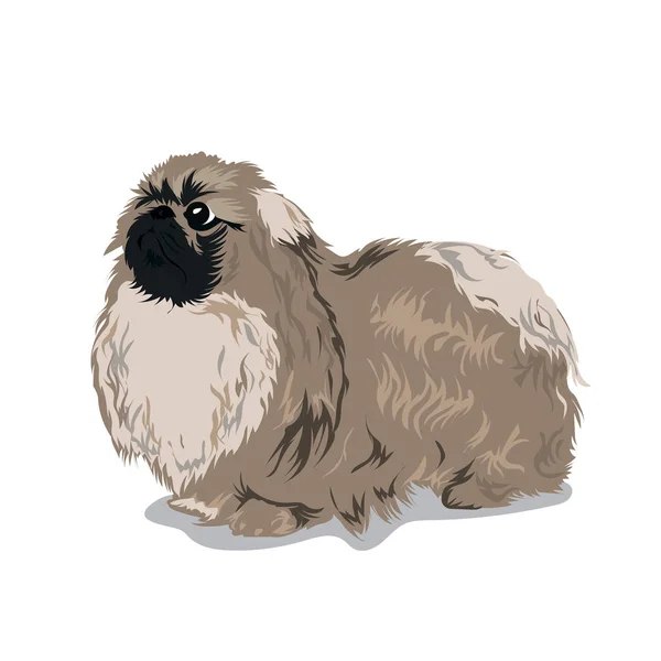 Pekingese Hund auf einem farbigen Hintergrund — Stockvektor