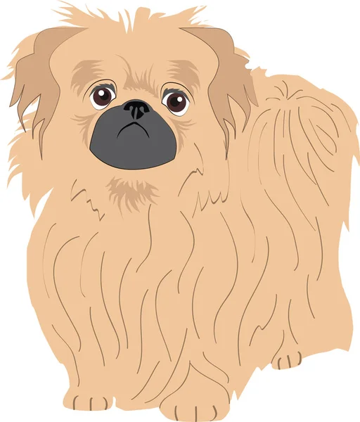 Chien pekingese à un fond de couleur — Image vectorielle