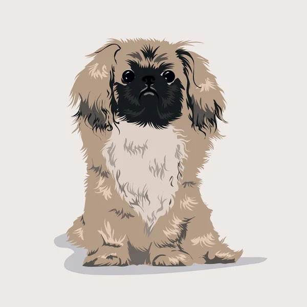 Perro pekinés en un fondo de color — Archivo Imágenes Vectoriales