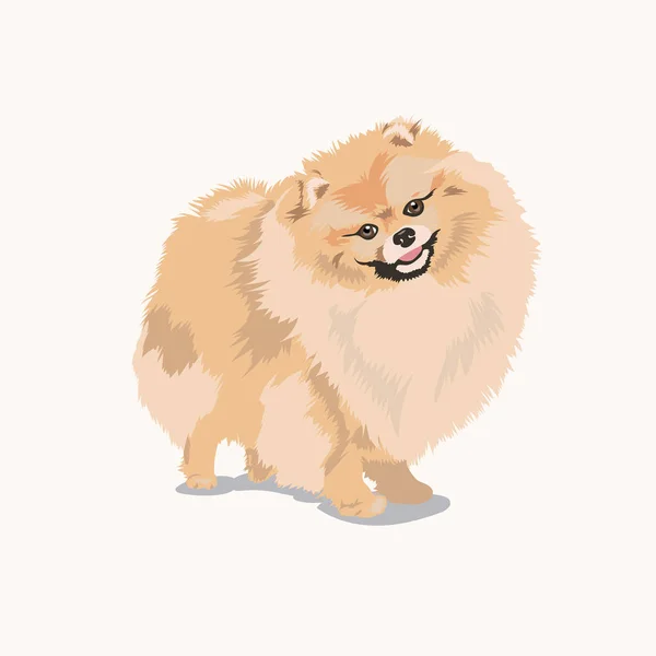 Perro pomerania en fondo blanco — Vector de stock