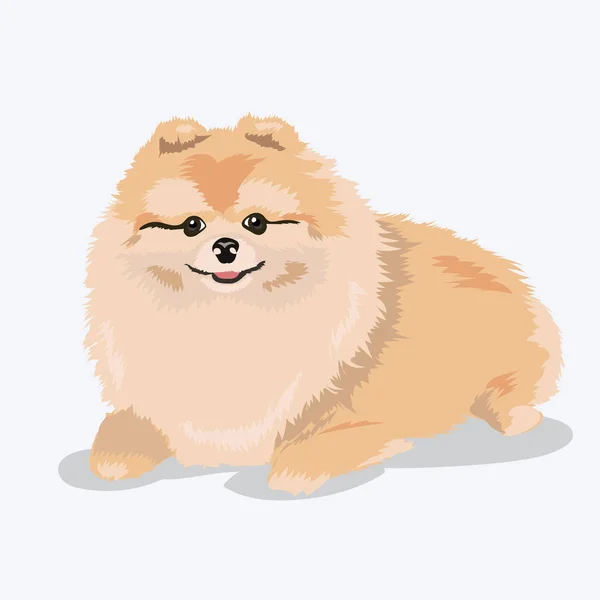 Beyaz arka plan, Pomeranian köpek — Stok Vektör