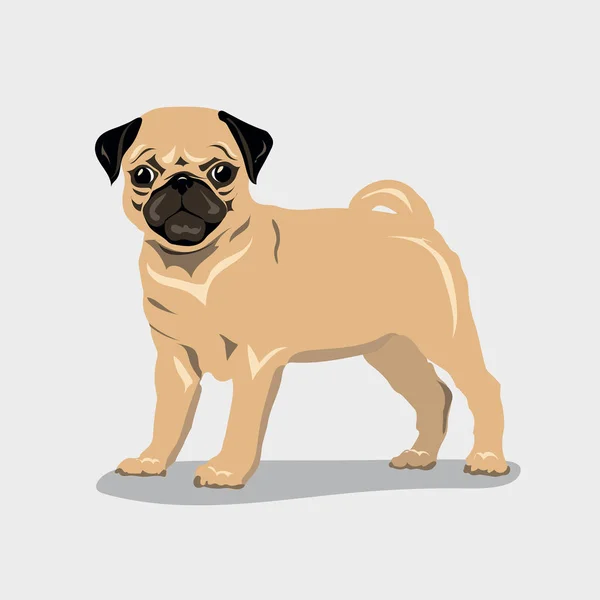 Cão pug em um fundo de cor —  Vetores de Stock