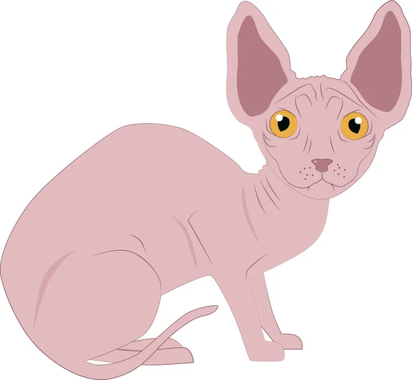 Esfinge gato en blanco fondo — Vector de stock