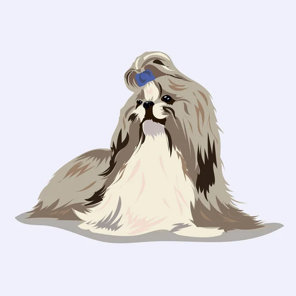 Shih Tzu cão — Vetor de Stock