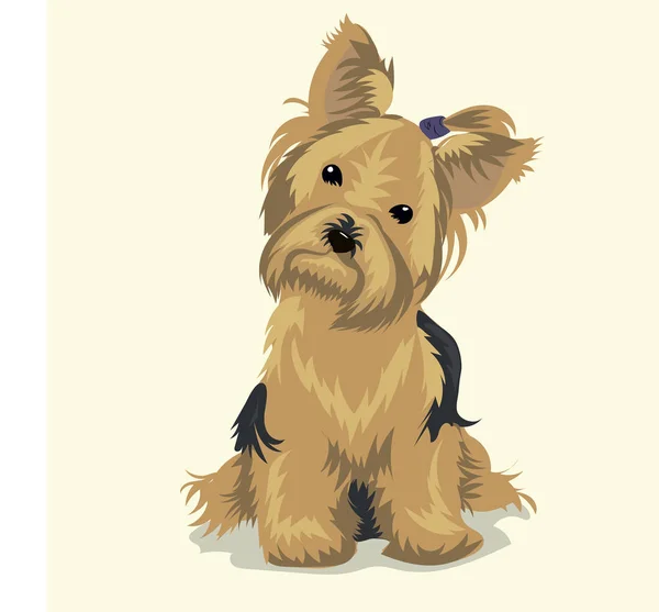 Jorkšírský teriér pes na jedné barvy pozadí — Stockový vektor