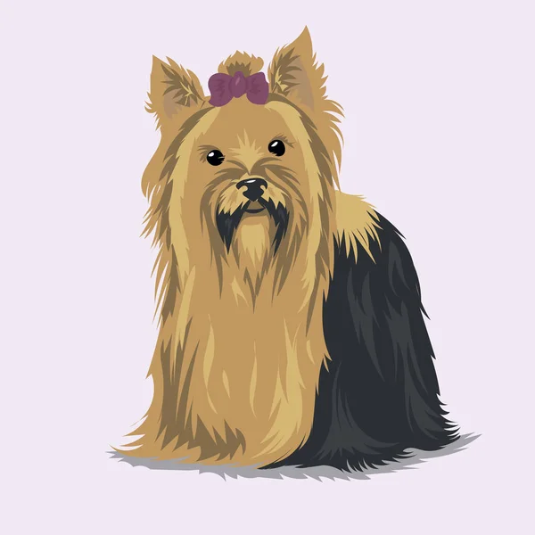 สุนัข Yorkshire Terrier ในพื้นหลังสีเดียว — ภาพเวกเตอร์สต็อก