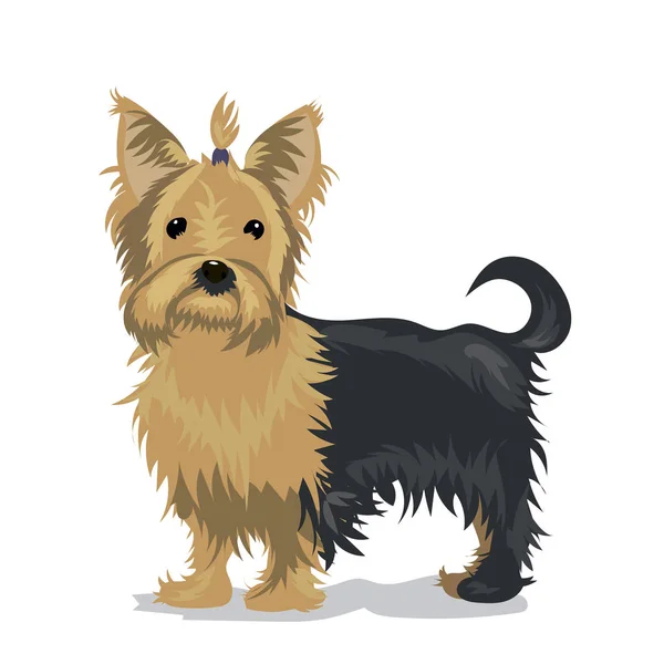 Yorkshire terrier perro en un fondo de color — Vector de stock