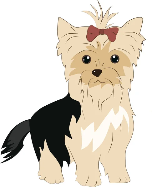 Yorkshire terrier cão em um fundo de cor —  Vetores de Stock