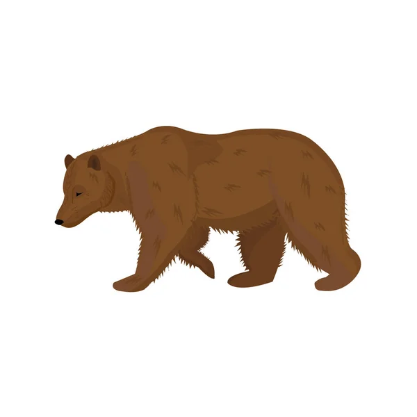 大棕熊走 — 图库矢量图片