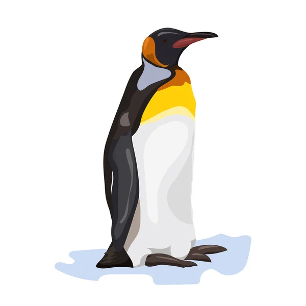 Black and white cartoon penguin at the white background — Stock Vector