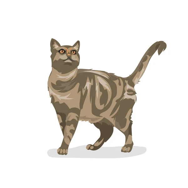 Lindo vector de dibujos animados gato colorido en el fondo blanco — Vector de stock