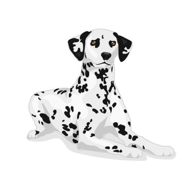 Beyaz arka plan Dalmaçyalı tatlı köpeğe