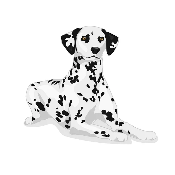 Dalmatian cute dog at the white background — Stock Vector