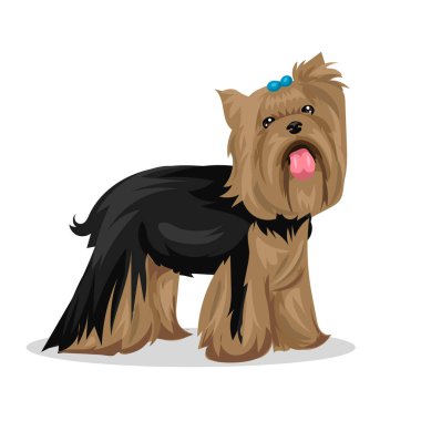 Yorkshire Terrier köpeği.