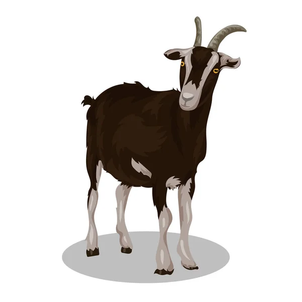 Cabra Negra Aislada Sobre Fondo Blanco — Vector de stock